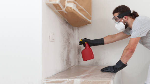 Professional Black Mold Removal technician working in Missouri City, TX