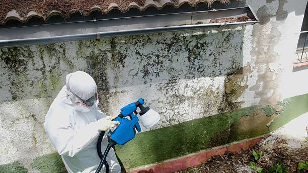 Trusted Black Mold Removal service in Missouri City, TX - Cheap Mold Removal